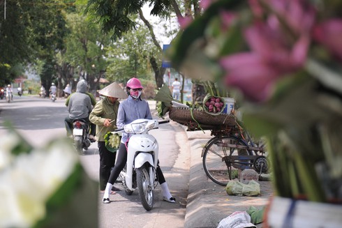 Thanh tao mùa sen Hà Nội - ảnh 5