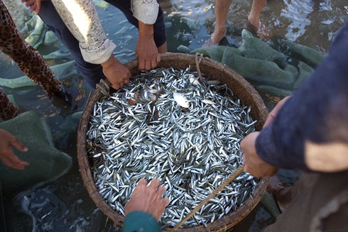 Sáng sớm trên biển Tĩnh Gia - ảnh 4