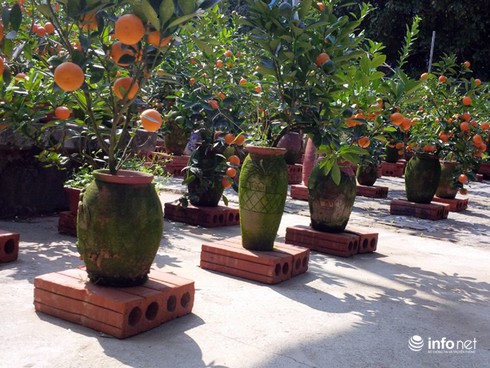Những cây quất bonsai tiền triệu - ảnh 9