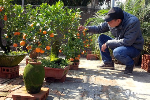 Những cây quất bonsai tiền triệu - ảnh 11