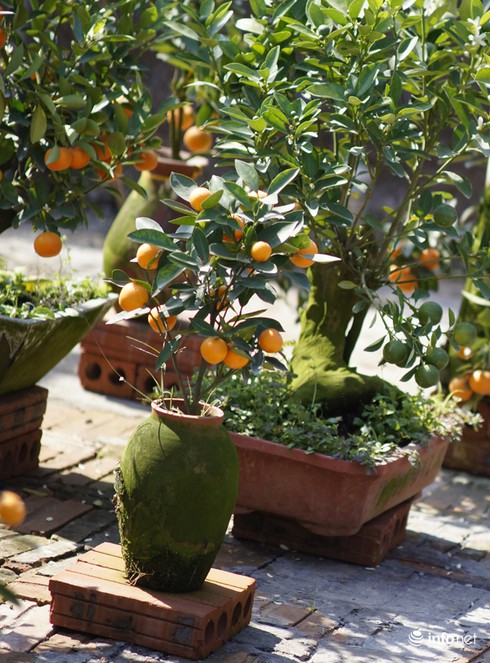 Những cây quất bonsai tiền triệu - ảnh 3