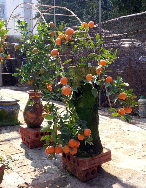Những cây quất bonsai tiền triệu - ảnh 4