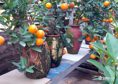 Những cây quất bonsai tiền triệu - ảnh 7
