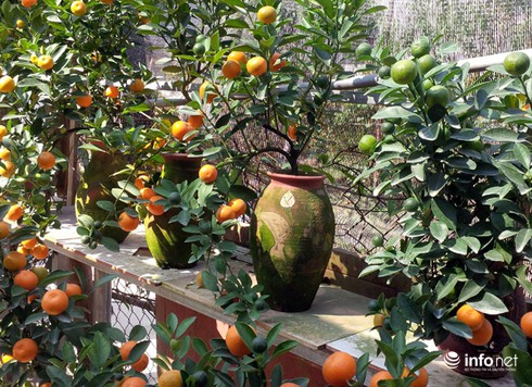 Những cây quất bonsai tiền triệu - ảnh 8