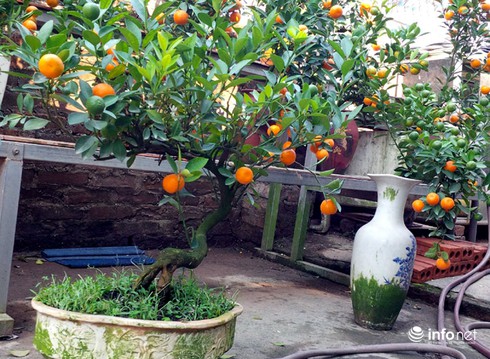 Những cây quất bonsai tiền triệu - ảnh 10