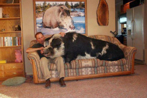 Người Việt kể chuyện cuộc sống ở nơi lợn đi tất, gà mặc áo len - ảnh 3