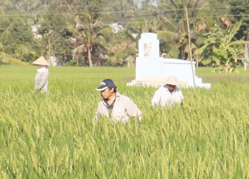 Vụ người Trung Quốc trồng lúa ở Long An: SSC khẳng định vô can - ảnh 1