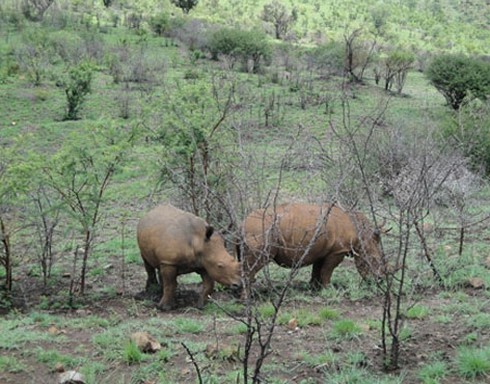 Một người Việt mang 17 cân sừng tê giác bị bắt - ảnh 1