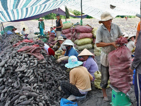 Người Trung Quốc thu gom, nông dân đổ xô trồng khoai lang - ảnh 1