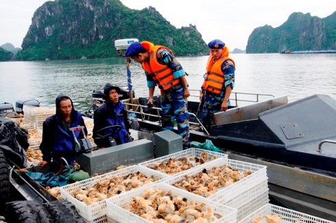 Cảnh sát biển bắt tàu chở 30.000 con gà giống không rõ nguồn gốc - ảnh 1