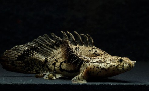 Cá rồng cửu sừng - 'Quái vật biết đi', thú chơi mới của người Việt