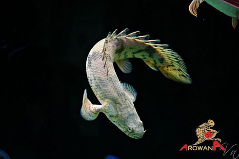 Cá rồng cửu sừng - 'Quái vật biết đi', thú chơi mới của người Việt - ảnh 1