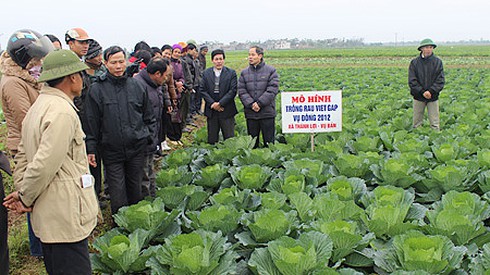 Chứng nhận tiêu chuẩn chất lượng nông sản: Rối như tơ vò - ảnh 1
