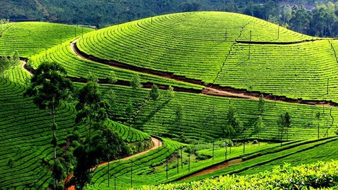 Những đồi chè đẹp mê mẩn ở Việt Nam và trên thế giới - ảnh 5