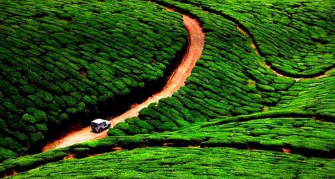 Những đồi chè đẹp mê mẩn ở Việt Nam và trên thế giới - ảnh 7