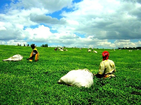 Những đồi chè đẹp mê mẩn ở Việt Nam và trên thế giới - ảnh 14