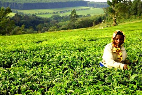 Những đồi chè đẹp mê mẩn ở Việt Nam và trên thế giới - ảnh 15