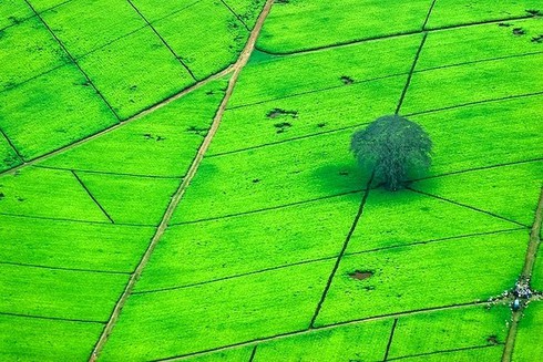 Những đồi chè đẹp mê mẩn ở Việt Nam và trên thế giới - ảnh 16