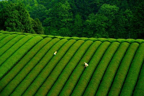 Những đồi chè đẹp mê mẩn ở Việt Nam và trên thế giới - ảnh 9