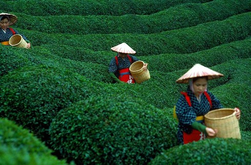 Những đồi chè đẹp mê mẩn ở Việt Nam và trên thế giới - ảnh 10