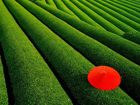 Những đồi chè đẹp mê mẩn ở Việt Nam và trên thế giới - ảnh 1
