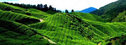 Những đồi chè đẹp mê mẩn ở Việt Nam và trên thế giới - ảnh 18