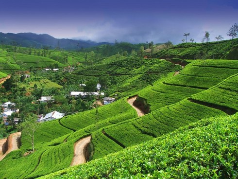 Những đồi chè đẹp mê mẩn ở Việt Nam và trên thế giới - ảnh 19