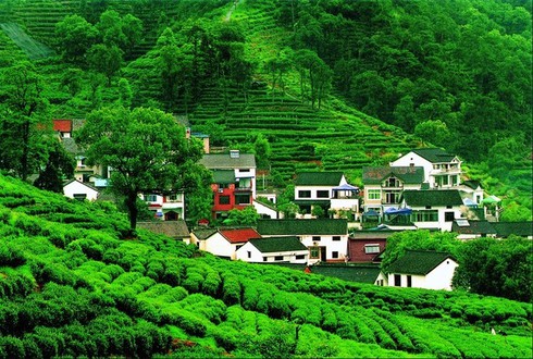 Những đồi chè đẹp mê mẩn ở Việt Nam và trên thế giới - ảnh 11