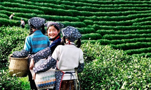 Những đồi chè đẹp mê mẩn ở Việt Nam và trên thế giới - ảnh 12