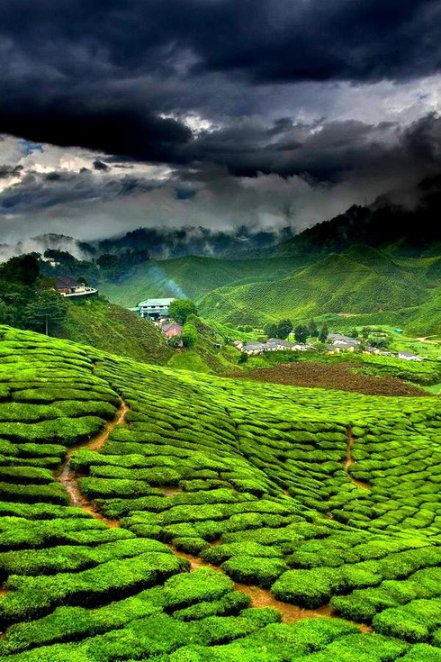 Những đồi chè đẹp mê mẩn ở Việt Nam và trên thế giới - ảnh 13