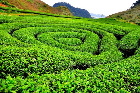 Những đồi chè đẹp mê mẩn ở Việt Nam và trên thế giới - ảnh 3