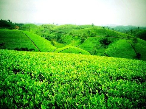 Những đồi chè đẹp mê mẩn ở Việt Nam và trên thế giới - ảnh 4