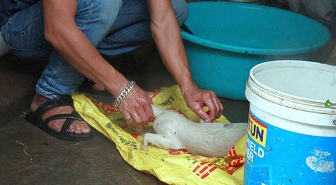 Ăn thịt mèo: Người Việt gây sốc trên báo nước ngoài - ảnh 3