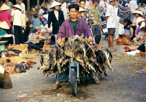 Ống kính nước ngoài kinh ngạc với xe quá tải, quá khổ ở Việt Nam - ảnh 13