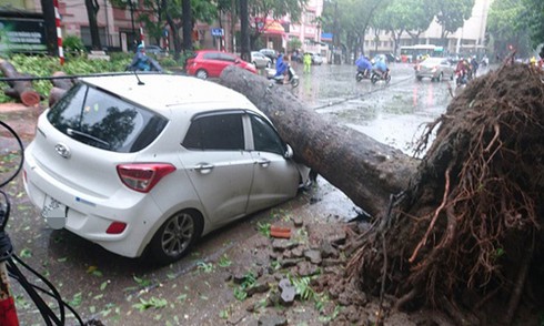 Xe bị tai nạn cây đổ đè bẹp có được đền bù thiệt hại? - ảnh 1