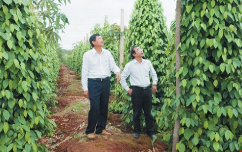 Người lính Bộ đội Cụ Hồ làm giàu từ mô hình trang trại - ảnh 1