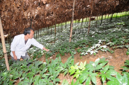 Lão nông vùng cao biên giới - gương sáng làm giàu cho gia đình và xã hội - ảnh 1