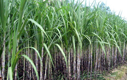 Ý chí vươn lên làm giàu của chàng thanh niên dân tộc Hà Roi - ảnh 1