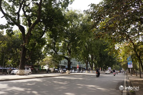 Hàng cây xanh trên đường Kim Mã sẽ được