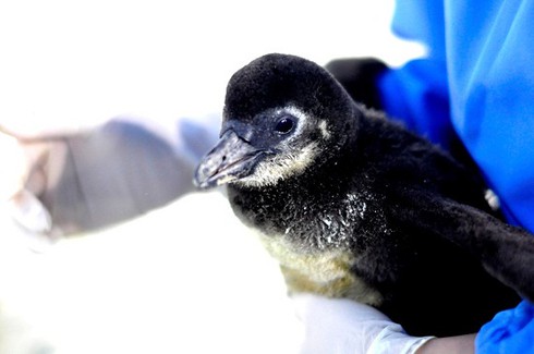 Chào đón chú chim cánh cụt đầu tiên được sinh ra tại Việt Nam - ảnh 1