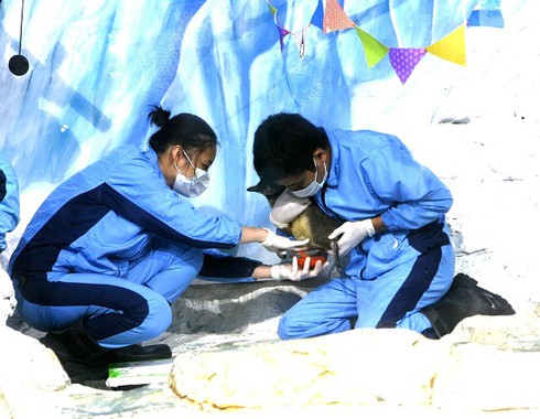 Chào đón chú chim cánh cụt đầu tiên được sinh ra tại Việt Nam - ảnh 3