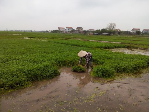 Kinh nghiệm từ một địa phương - ảnh 1