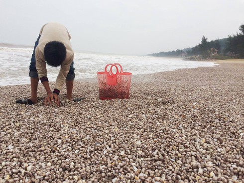 Hà Tĩnh: Sò lông biển dạt kín bờ, trắng xoá - ảnh 1
