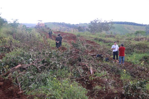 Đắk Nông: Vì sao bắt Phó giám đốc Cty Long Sơn? - ảnh 1