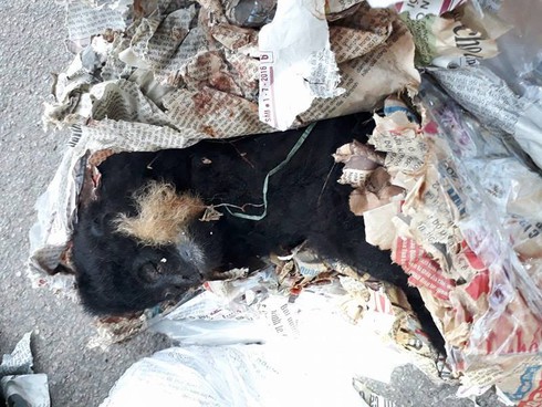 Hà Tĩnh: Phát hiện hàng loạt cá thể vọoc giấu trong… valy quần áo - ảnh 1