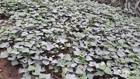 Quảng Bình: Hơn 100 hộ dân sống cạnh Nhà máy xi-măng Visem kêu cứu! - ảnh 3