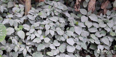 Quảng Bình: Hơn 100 hộ dân sống cạnh Nhà máy xi-măng Visem kêu cứu! - ảnh 8