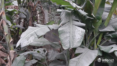 Quảng Bình: Hơn 100 hộ dân sống cạnh Nhà máy xi-măng Visem kêu cứu! - ảnh 11