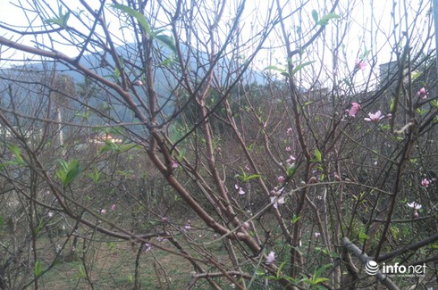 Làng trồng đào phai hàng trăm hecta lớn nhất xứ Thanh - ảnh 1