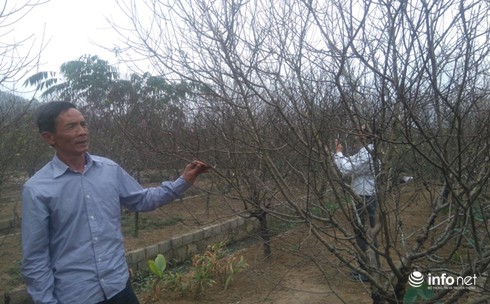 Làng trồng đào phai hàng trăm hecta lớn nhất xứ Thanh - ảnh 2